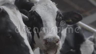 年轻的黑白母牛在农场的特写镜头上吃东西。 农业产业，农牧理念.. 一群人